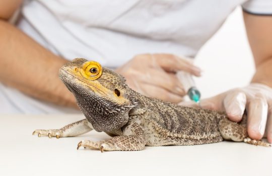 When Should You Rush Your Exotic Pet to the Emergency Vet? When Should You Rush Your Exotic Pet to the Emergency Vet?