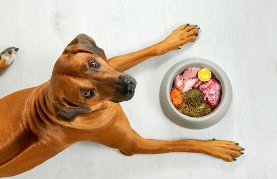 How Does Diet Influence Pet Health?