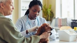 How Often Do Older Pets Need Checkups?