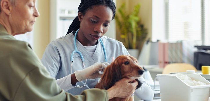 How Often Do Older Pets Need Checkups?