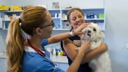Why Is Dental Care Key for Your Pet’s Health?