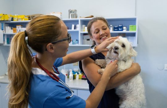 Why Is Dental Care Key for Your Pet’s Health?