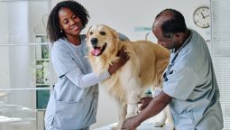 What Happens During a Pet’s Annual Exam?