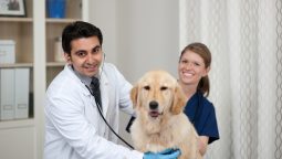 How to Prepare Your Senior Pet for Surgical Procedures?