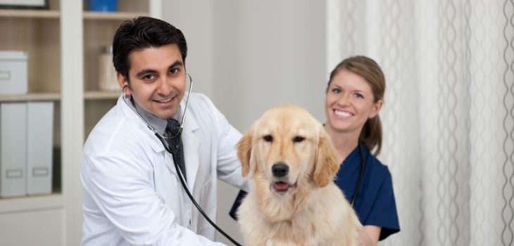 How to Prepare Your Senior Pet for Surgical Procedures?