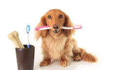 What Are Common Dental Procedures for Pets?