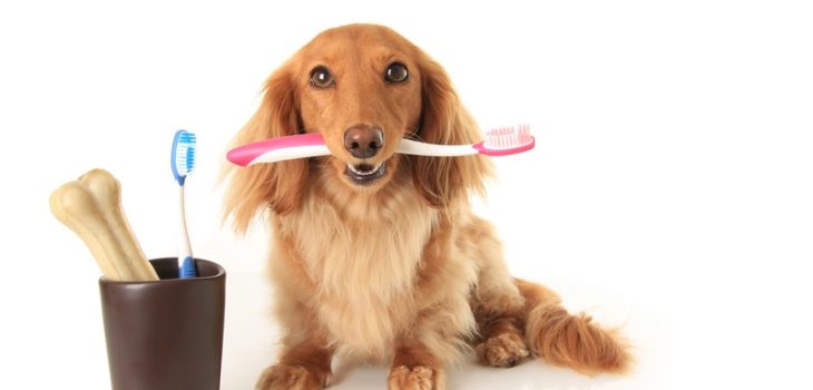 What Are Common Dental Procedures for Pets?