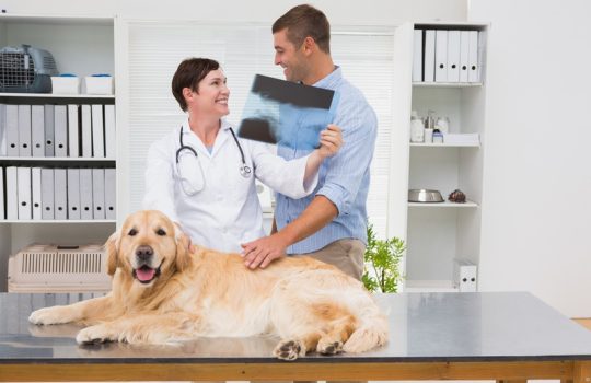 How Do Vet Surgeons and Internists Collaborate in Pet Care?