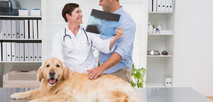 How Do Vet Surgeons and Internists Collaborate in Pet Care?