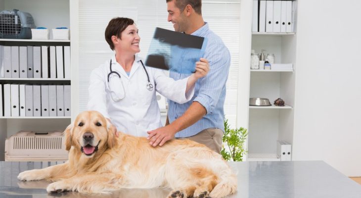 How Do Vet Surgeons and Internists Collaborate in Pet Care?