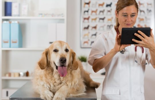 Why Should You Consider Pet Boarding for Vet Visits?