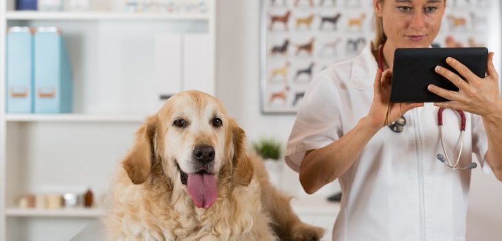 Why Should You Consider Pet Boarding for Vet Visits?