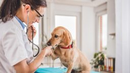 How Do Early Detection and Screening Impact Your Pet’s Health Outcomes?