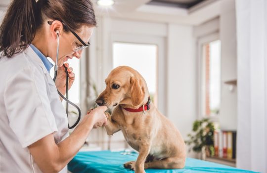 How Do Early Detection and Screening Impact Your Pet’s Health Outcomes?