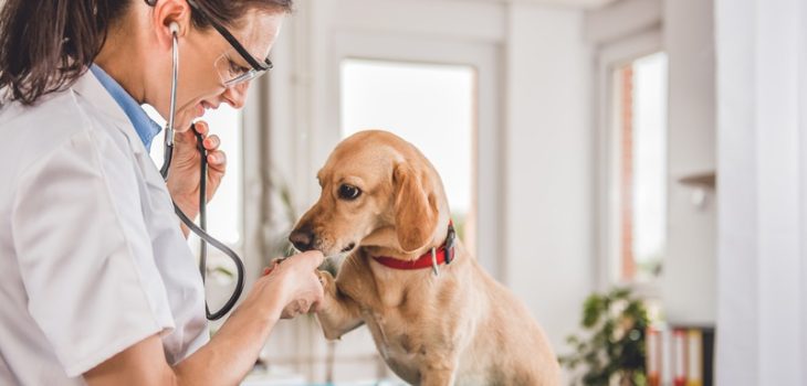 How Do Early Detection and Screening Impact Your Pet’s Health Outcomes?