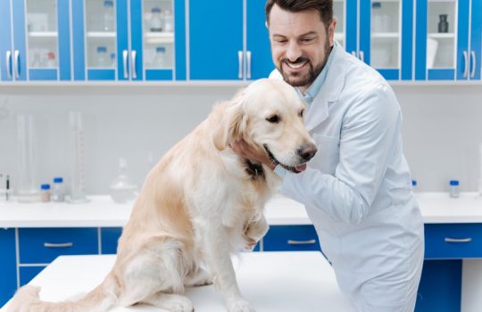 How Do Vaccines Protect Pets From Diseases?