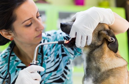 When Is the Right Time for Pet Dental Cleaning?