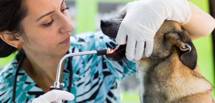 When Is the Right Time for Pet Dental Cleaning?