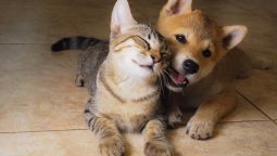 How Do Vet Clinics Manage Chronic Illnesses in Pets?