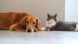 How Often Should My Pet Visit the Vet Under a Wellness Plan?