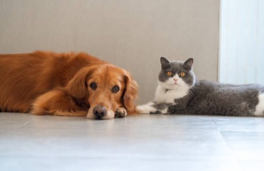How Often Should My Pet Visit the Vet Under a Wellness Plan? How Often Should My Pet Visit the Vet Under a Wellness Plan?
