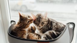 What Are the Key Signs That Your Pet Needs Immediate Medical Attention? What Are the Key Signs That Your Pet Needs Immediate Medical Attention?