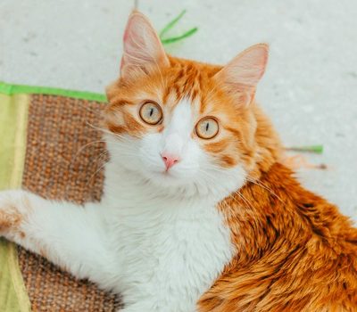 How Can I Tell if My Pet Needs a Specialist?