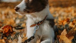 How do Vet Services Help in the Early Detection of Pet Diseases?