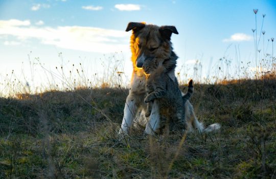 What Tests Does Your Pet Undergo During a Vet Clinic Visit, and Why? What Tests Does Your Pet Undergo During a Vet Clinic Visit, and Why?