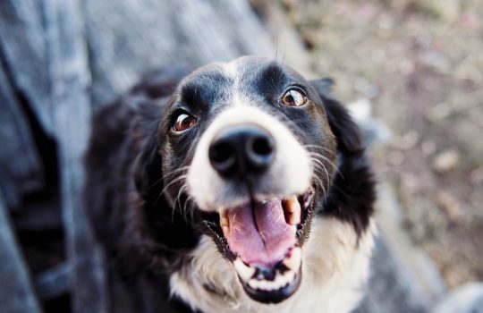 What Common Ailments Can Be Prevented with Regular Vet Visits? What Common Ailments Can Be Prevented with Regular Vet Visits?