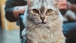 What Are the Essentials in Setting Up a Comfortable Space for Your Pet? What Are the Essentials in Setting Up a Comfortable Space for Your Pet?
