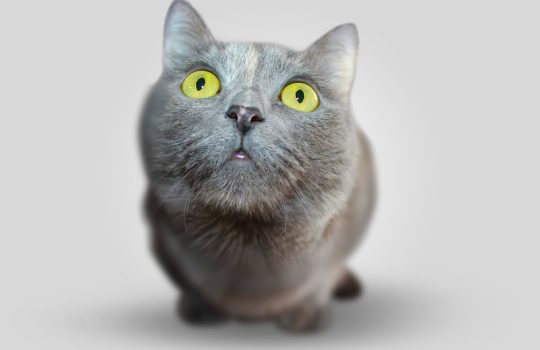 What Happens at a Pet’s First Vet Check-up? What Happens at a Pet’s First Vet Check-up?