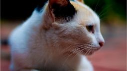 What Does Pet Preventive Care Include?