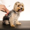 What Internal Illnesses in Pets Can Vaccines Prevent?