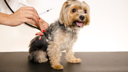 What Internal Illnesses in Pets Can Vaccines Prevent?