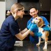 What Pre-Surgery Tests Detect Allergies in Pets?