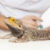 When Should You Rush Your Exotic Pet to the Emergency Vet?