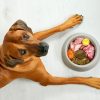 How Does Diet Influence Pet Health?