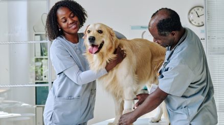 What Happens During a Pet’s Annual Exam?