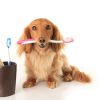 What Are Common Dental Procedures for Pets?