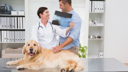 How Do Vet Surgeons and Internists Collaborate in Pet Care?