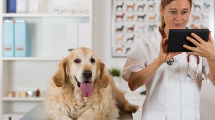 Why Should You Consider Pet Boarding for Vet Visits?