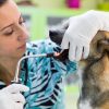 When Is the Right Time for Pet Dental Cleaning?
