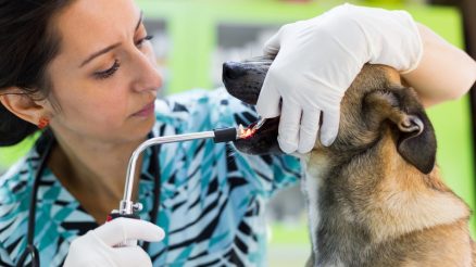 When Is the Right Time for Pet Dental Cleaning?