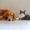 How Often Should My Pet Visit the Vet Under a Wellness Plan?