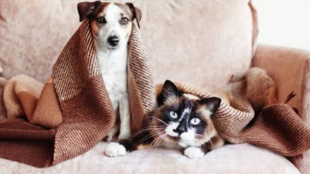 Who Should Consider Taking Their Pet to a Full-Service Animal Hospital?