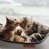 What Are the Key Signs That Your Pet Needs Immediate Medical Attention?