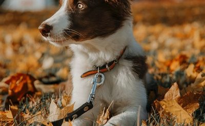 How do Vet Services Help in the Early Detection of Pet Diseases?