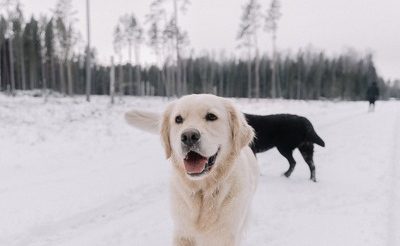 How to Recognize When Your Pet is Sick