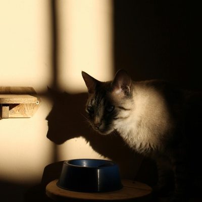 What to Do If Your Pet Has Fleas